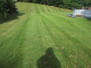 green grass and lawn maintenance